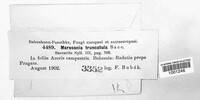 Marssonina truncatula image